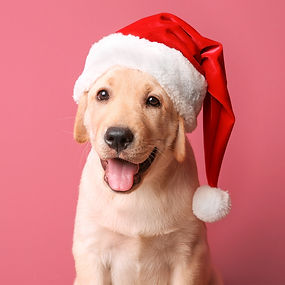 SantaPaws2.jpg