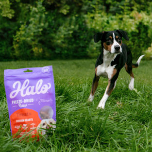 Luna - Halo Chicken Hearts - 5.jpg