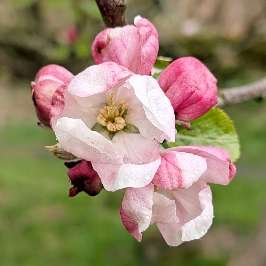 Pink and white apple blossom with dew drops on petals, set against a blurred green background, conveying a fresh, spring mood.