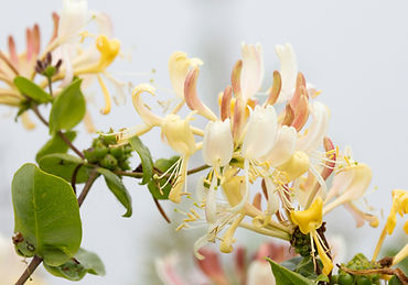 Honeysuckle Bach Flower Remedy