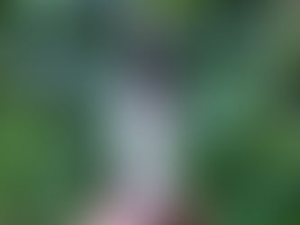 A hand holds a Bach Original Flower Remedies Heather dropper bottle against a lush, green leafy background. The label features purple flowers.