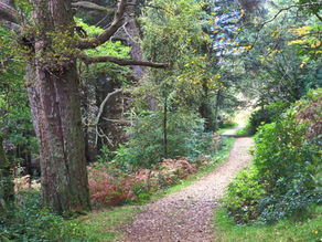 Sunlit forest trail winding through dense green trees and shrubs, with a peaceful, shaded woodland mood.