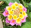 5月19日作業 (10).jpg