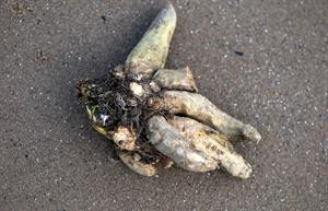 Hemlock Toxic Plant | Ayrshire Daily News