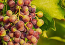 couleur-grapes-3555214_1920.jpg