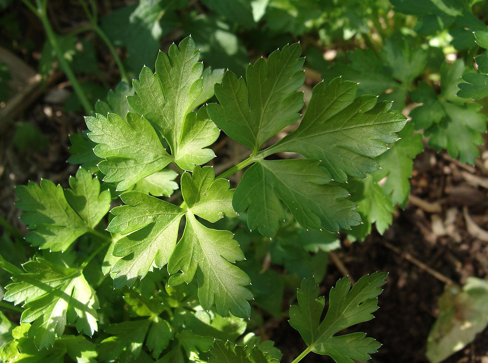 carolalves-parsley-5165150_1920.jpg