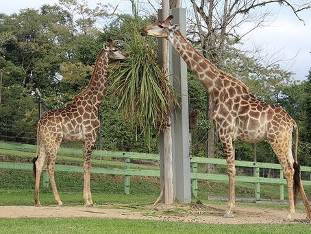 Brasil, o país que tributa girafas. Veja bizarrices produzidas pelo nosso caos tributário