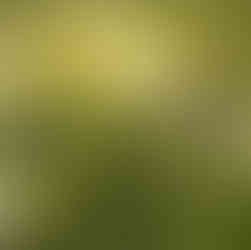 Photopolymer plate by Claire Hankey