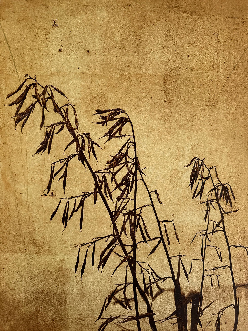 Silhouettes of tall, dry plants on a textured sepia background