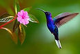 Colibri
