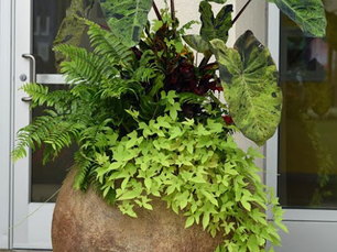 How to Create a Beautiful Large Container Garden | Carolina Terrain
