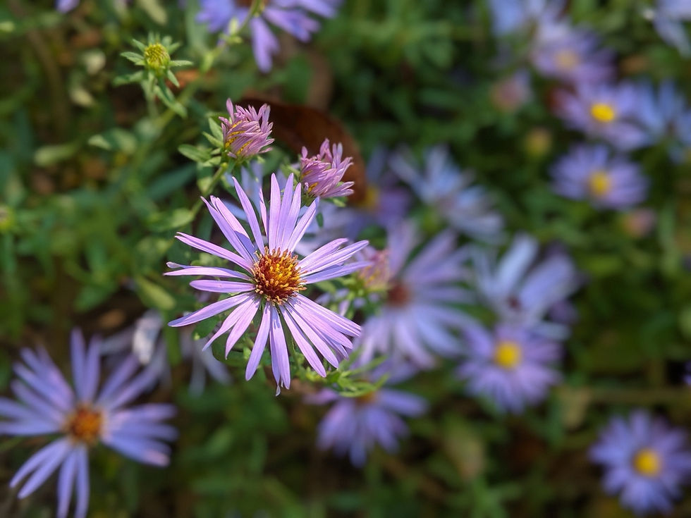 A close up of blooming asters.