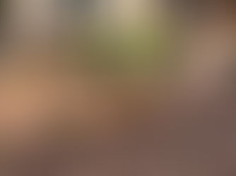 Windmill Palm Installed by Carolina Terrain