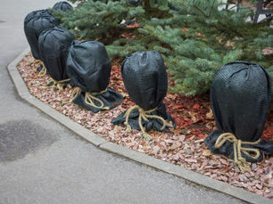 A Guide to Winterizing Your Plants, Trees, & Shrubs