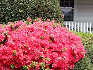A Guide to the Most Spectacular Flowering Plants of North Carolina | Carolina Terrain