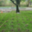 Vertical Mulching with an Airspade