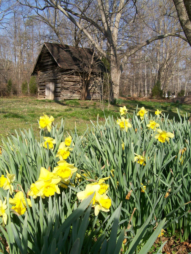 A close up of blooming daffodils.