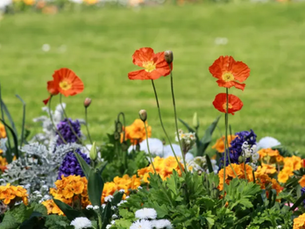 Creating a Stunning Flower Bed: Design Tips & Tricks for Waxhaw, NC