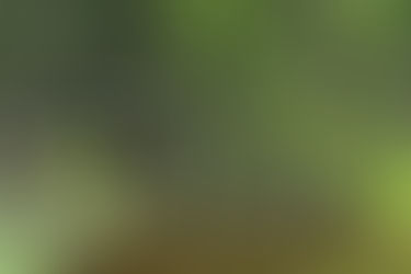 Manejo sustentável e a participação de comunidades serão as principais estratégias para conservação da biodiversidade