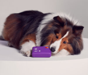 Nubank e Zee.Dog se unem para por um fim na destruição de cartões por cachorros