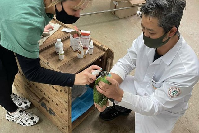 Papagaios vítimas de tempestade recebem alta e retornam à natureza