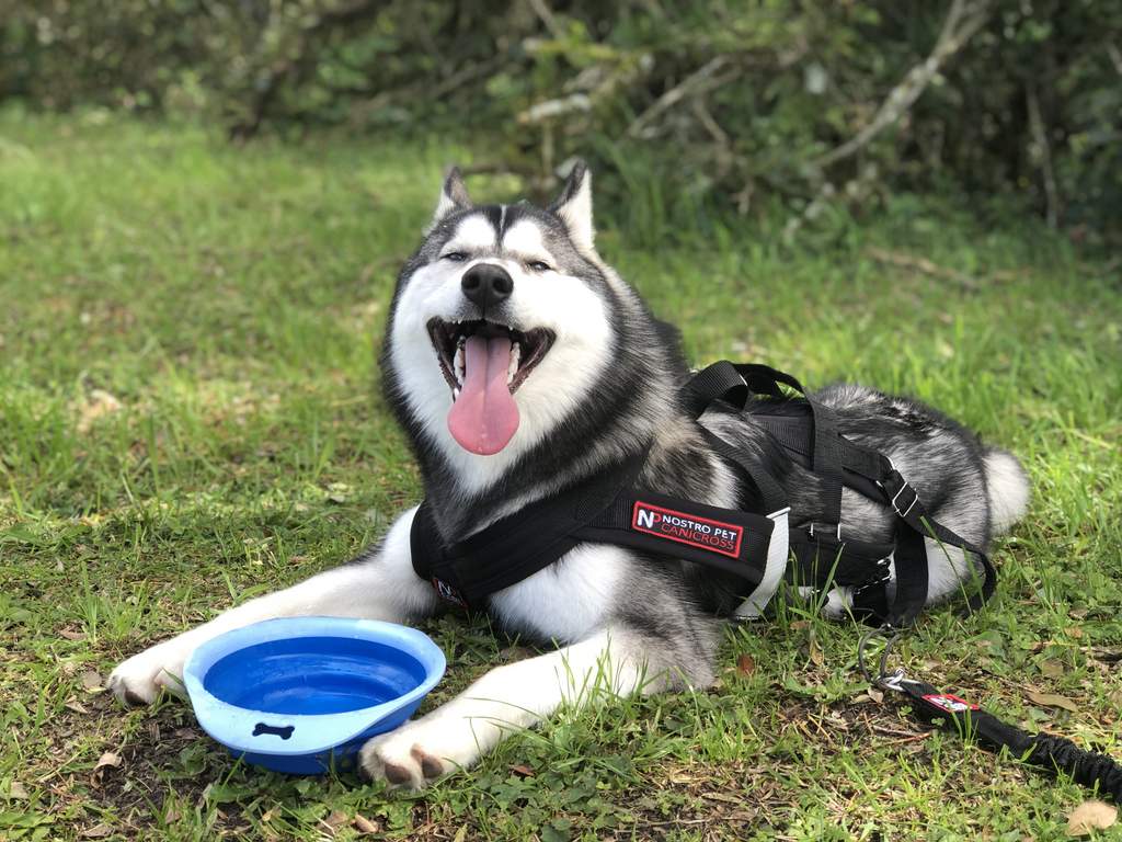 Perfil de pet curitibano atinge 1 milhão de seguidores