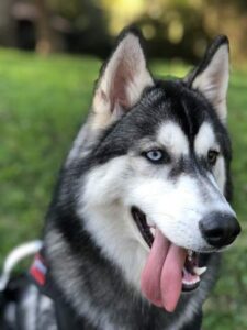 Perfil de pet curitibano atinge 1 milhão de seguidores