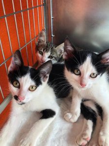 Cães das raças Golden Retriever e Labrador ganham evento especial neste domingo (17)