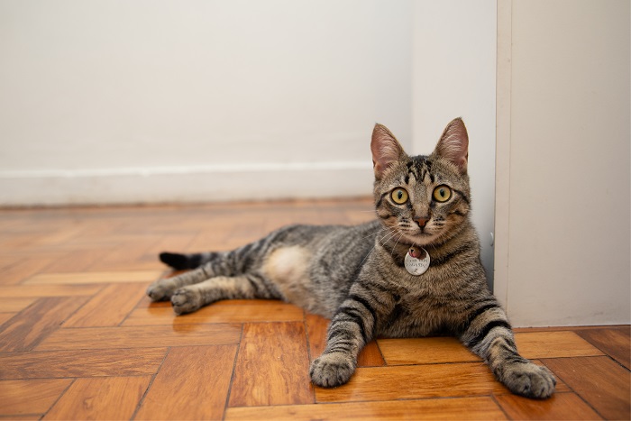 Dia Internacional do Gato: conhecer hábitos e gostos é o primeiro passo para uma boa saúde