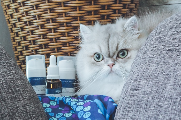 Dia Internacional do Gato: conhecer hábitos e gostos é o primeiro passo para uma boa saúde