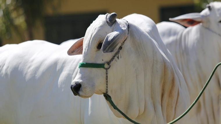 Bovinos: saiba como aumentar a rentabilidade da produção em até 25%