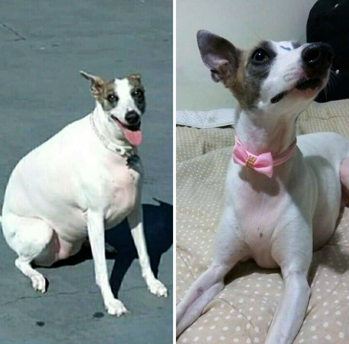 Perder peso e ganhar fama? Canal de TV lança oportunidade para cães de Curitiba