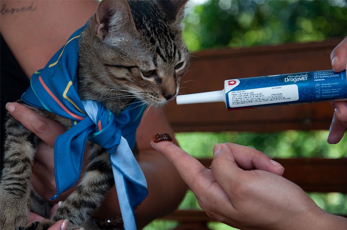 Dia Internacional do Gato: conhecer hábitos e gostos é o primeiro passo para uma boa saúde