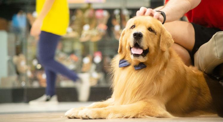 Catuaí Shopping Maringá realiza evento recreativo e gratuito para pets neste fim de semana