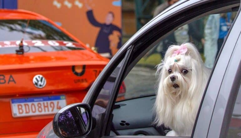 PUCPR celebra Dia de São Francisco de Assis com tradicional Bênção dos Animais


