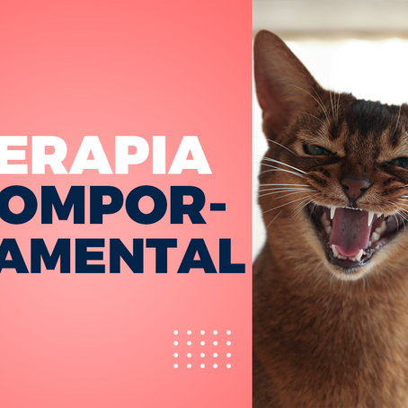 Terapia comportamental