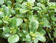 La bourrache,panier bio,maraîchage bio,légumes bio,entretien parcs et jardins,circuit court,liège,producteur local,eft,grivegnée,solidaire,écologique