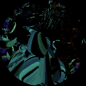 the-jungle-rhythm_photo_1.png