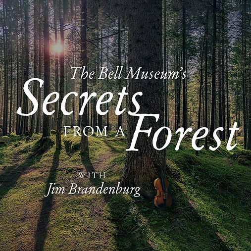 Secrets from a Forest