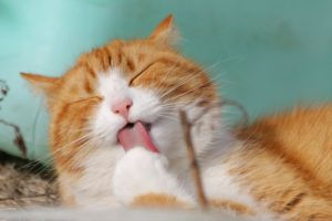 healthy cat licking