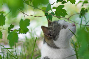Flea Free cat sniffs the leaves