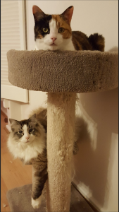 Cat Tale Lily