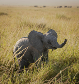 Elephant calf