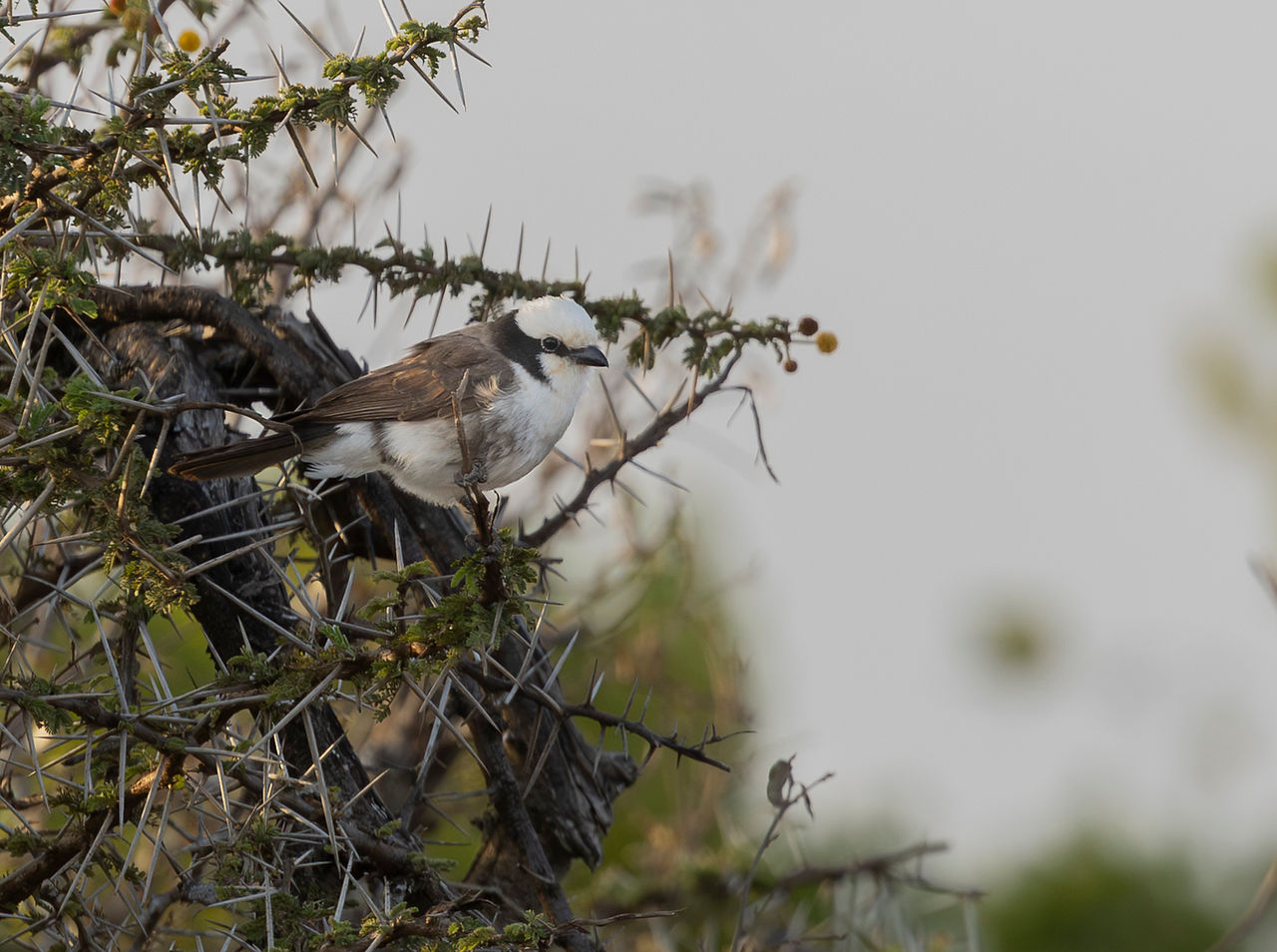Northern white-crowned Shrike