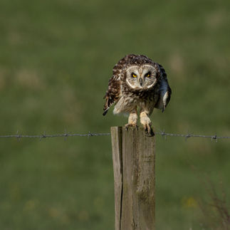A fluffed up owl on a fence post