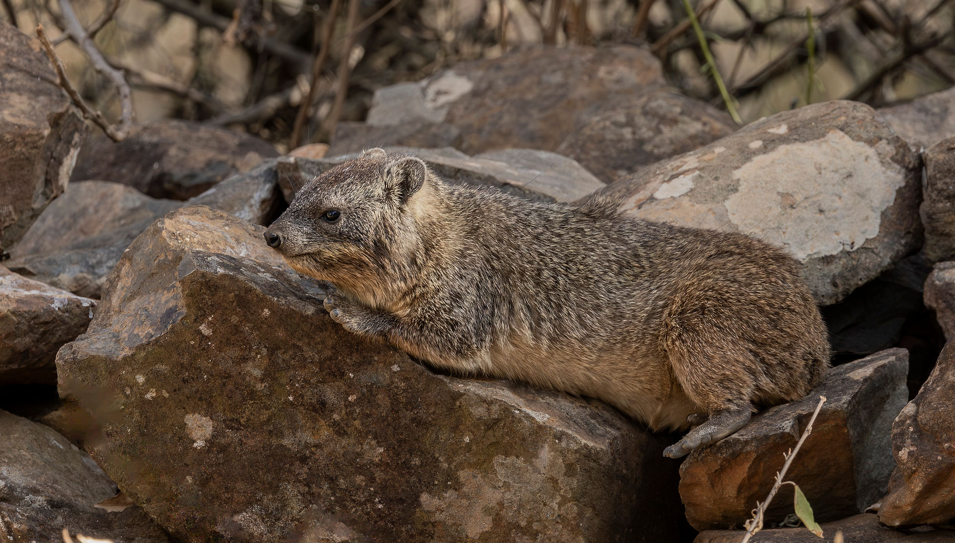 Rock hyrax relaxing on a rock wall