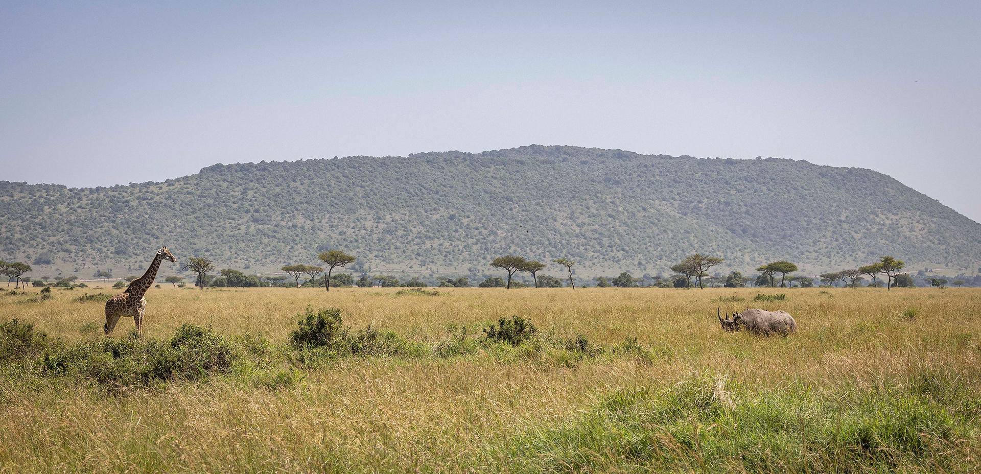 Giraffe and Black rhino