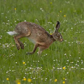 A brown hare running away