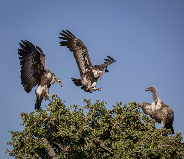 Hooded vulture and African white backed vulture