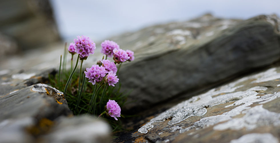 Close up view of a small pink flower
